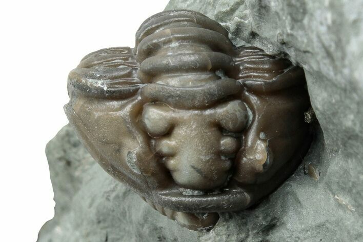Wide Enrolled Flexicalymene Trilobite - Mt Orab, Ohio #258030